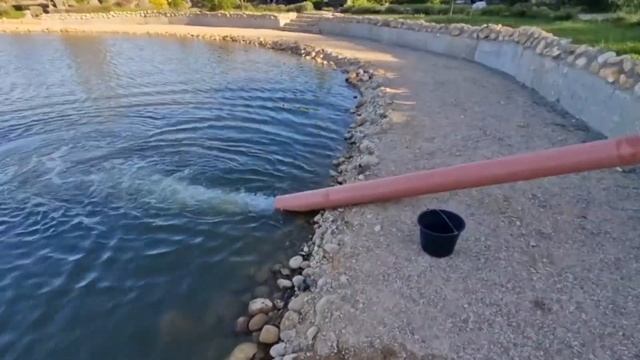 Запуск форели в водоем Загородный клуб "Ихтиолог" - рыб