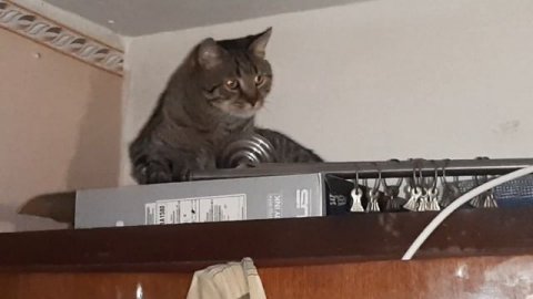 КоТиГад котики мяукают, говорящий кот,кот разговаривает