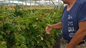 Рем сорт малины Нижегородец