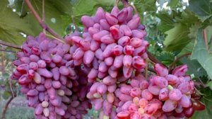 Пересаживает саженец винограда