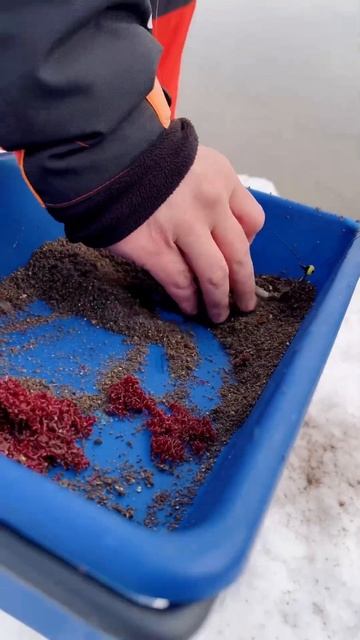 Корм с мотылём - очень важно #рыбалка #фидер смотреть онлайн