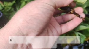 Как в обычной воде укоренить усы клубники #клубника