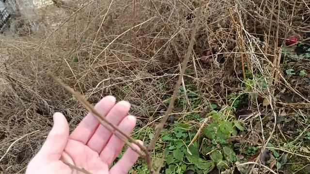 Хурма экспериментальные деревья на восточном подвое смотреть онлайн