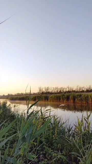 Ловля щуки на живца 🎣в июне месяце 👍👍👍 смотреть онлайн