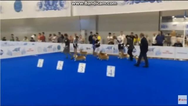 Шок Медведев Депутаты смеются над нищими люди живут хуже собак смотреть всем депутаты зажрались смотреть онлайн