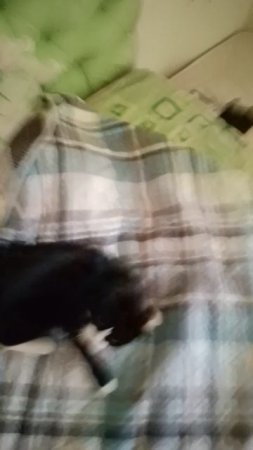 игривый кот Сенька