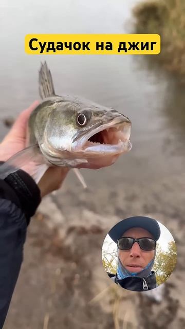 Судак на джиг #рыбалка #fishing #дон #карп #судак #щука #рыба смотреть онлайн