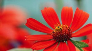 Оригинальные Пожелания и Музыкальные Открытки 🌞 Доброе Утро с Любовью! ❤️