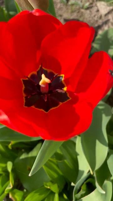 #тюльпаны#цветы#праздник#пасха#рыбалка#щука#спиннинг#? смотреть онлайн