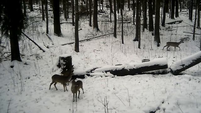 5 Косуль на солонце (Фотоловушка:SunTek hc-300m,Филин) смотреть онлайн