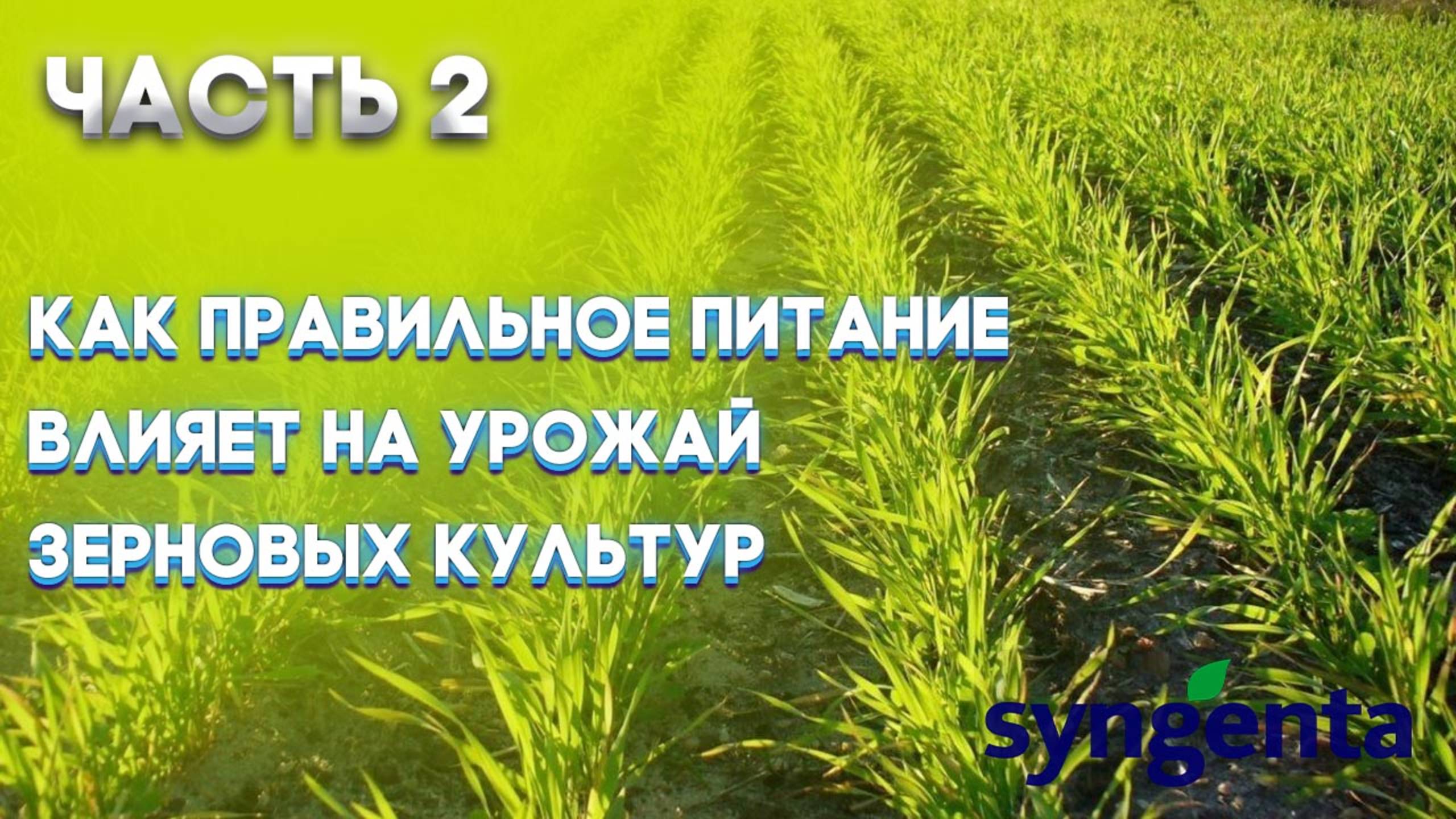 | ЗЕРНОВЫЕ ЧАСТЬ 2 | Насколько важно правильное питание для зерновых культур? |SYNGENTA |