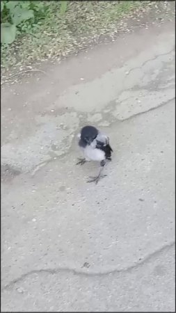 УТРО СОННЫХ ВОРОНЯТ