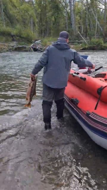 Люблю рыбалку🥰 #сахалин #рыбалка #трофей смотреть онлайн