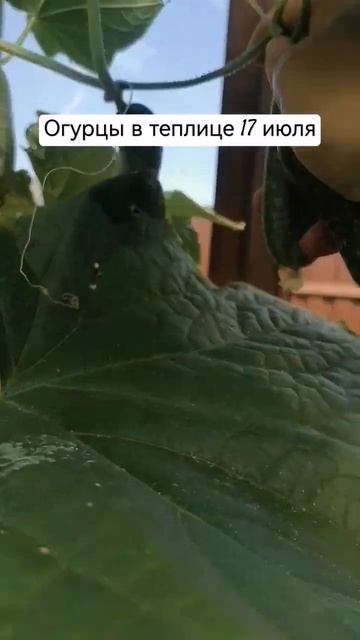 Огурцы в теплице 17.07 #огурцы #огород #огурцывтеплице #у? смотреть онлайн