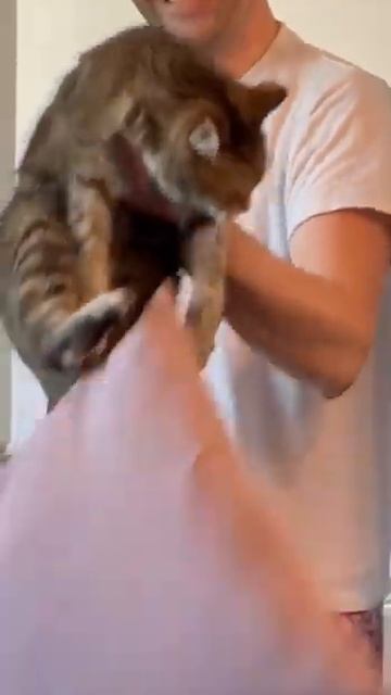 Кошка берет вес! #кошка #силовыетренировки смотреть онлайн