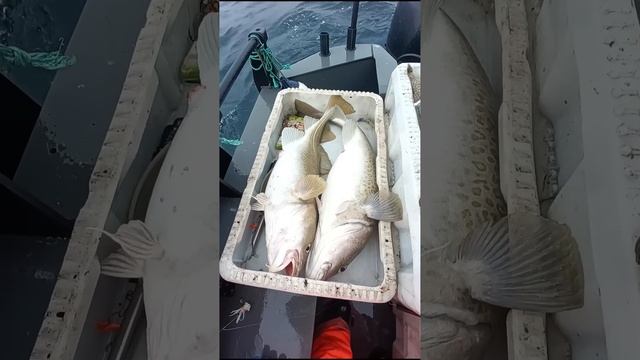 Нашли кабанчиков 2025 рыбалка Баренцево море #мурманск # смотреть онлайн