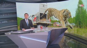 В Приморье после реабилитации в дикую природу вернули двух амурских тигров / События на ТВЦ