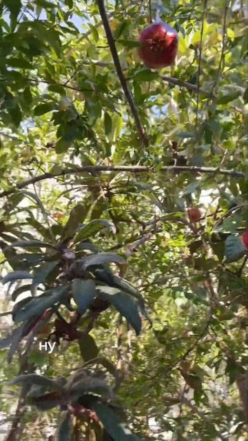 Гранаты и грейпфруты созрели #турция#стамбул#аланья#ф? смотреть онлайн