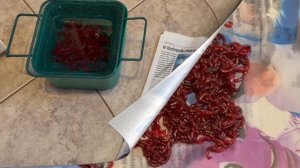 КАК ПРАВИЛЬНО ХРАНИТЬ МОТЫЛЯ | ДО и ПОСЛЕ РЫБАЛКИ