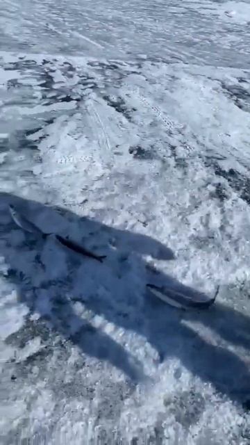 25 Марта,РЫБАЛКА первый улов смотреть онлайн