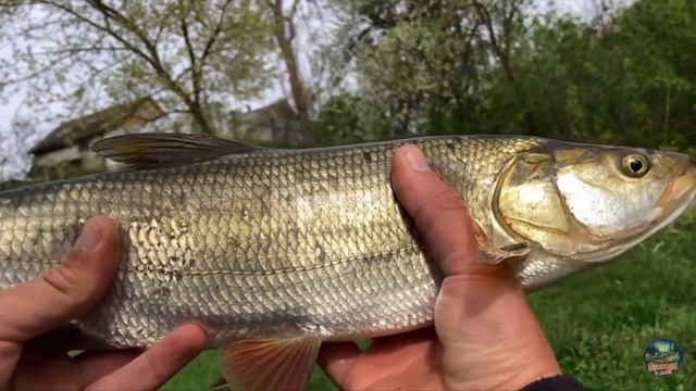😱😱Я ТАКОГО НЕ ОЖИДАЛ! ВЗЯЛ КРУПНЫЙ ЖЕРЕХ НА СИЛИКОН? смотреть онлайн