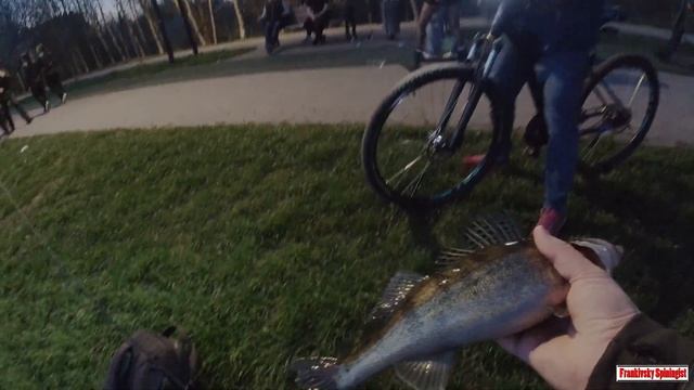 Судаки один за одним встають в чергу | Розловив воблер смотреть онлайн