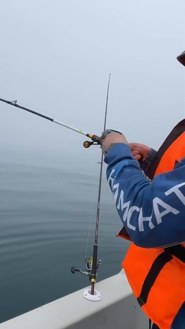 Морской окунь | морская #рыбалка в тихом океане, Камчат смотреть онлайн