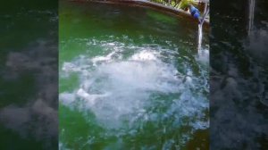 Аэромассаж своими руками в бассейне.