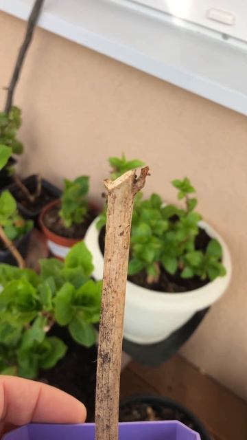 Гортензия как и феникс восстанавливается даже после н смотреть онлайн