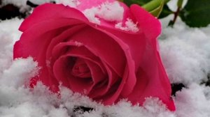 Цветы на снегу # христианская песня