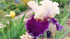 ИРИСЫ В РОЗОВОМ САДУ.13.05.25