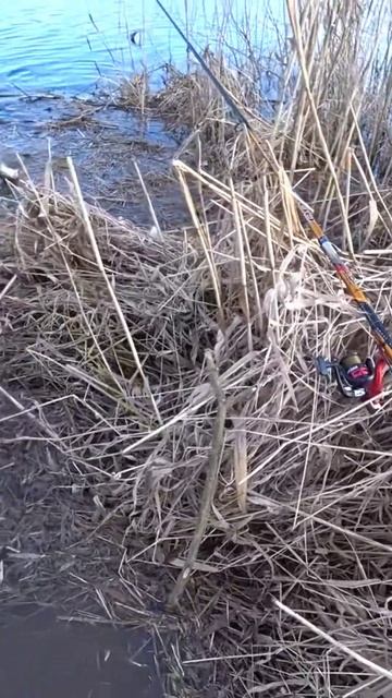 Окунь на реке ! Рыбалка ранней весной! Речка Айвиексте! смотреть онлайн