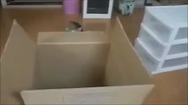 Коты и кошки. Уморительные приколы 2014 год! смотреть онлайн