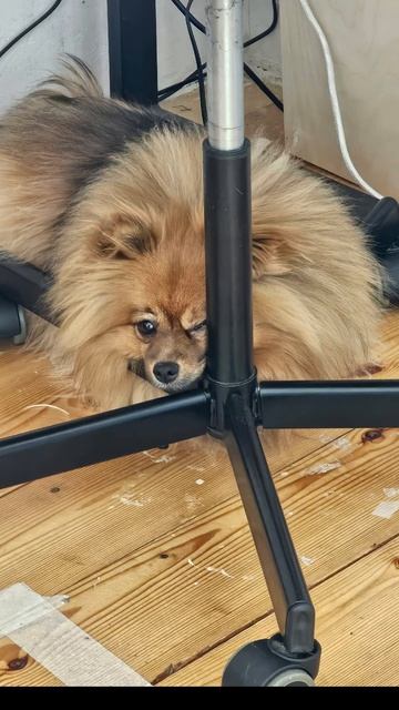 Моя любимая булка всегда спит рядом ,когда я шью 🥹🖤? смотреть онлайн