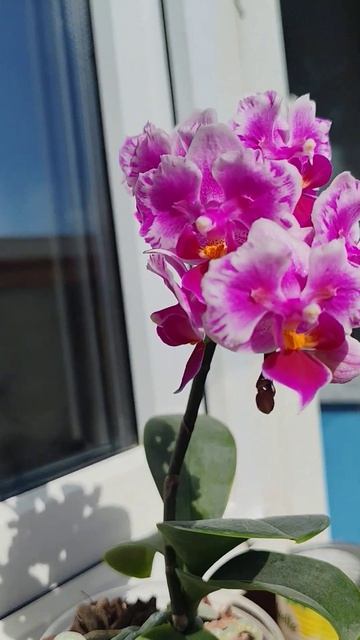 Lioulin Grape бабочка #фаленопсис #orchid #flowers #цветущиеорхидеи
