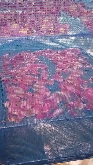 Сушу розы, нереальный запах в доме!! смотреть онлайн