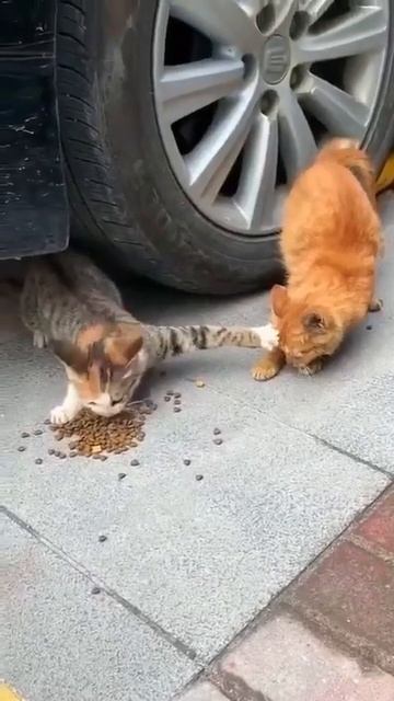 Это может быть опасно, дай мне сначала проверить смотреть онлайн