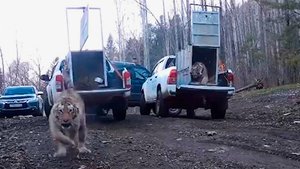 Амурских тигров выпустили на волю в Приморском крае