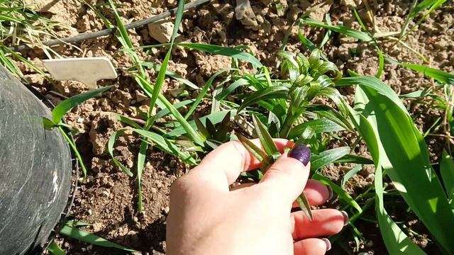 Как не укрывай,мороз сделает своё дело. смотреть онлайн