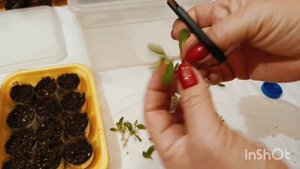 КАЛИБРАХОА РАЗМНОЖЕНИЕ ЧЕРЕНКАМИ.