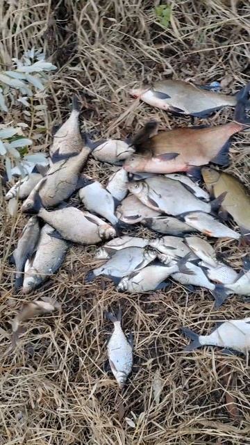 Припять и в полнолуние радует поклевками. Линь на реке смотреть онлайн