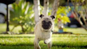 Юмор - "Мопс"