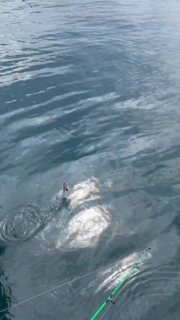 РЕКОРДНЫЙ ЯЩЕРОГОЛОВ на рыбалке в Нячанге nhatrang fishing 