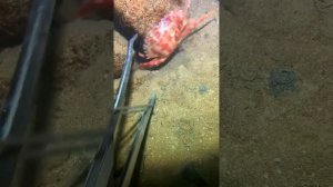 Подводный охотник: мастерство ловли морских обитател?