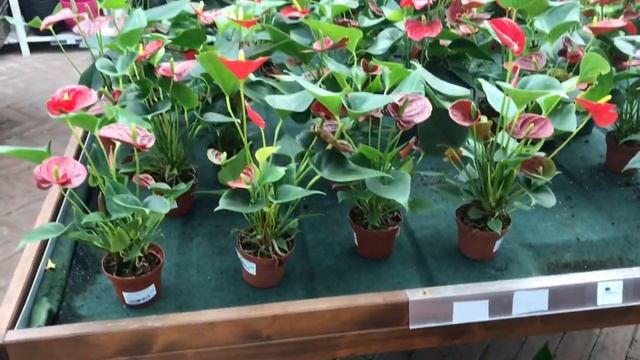 Самая красивая СВОБОДА🇮🇹Живём в ИталиИ🇮🇹 смотреть онлайн