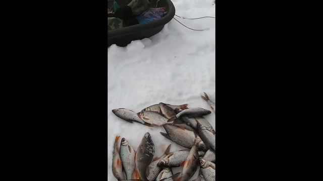 дождались наконец то рыба проснулась от спячки рыбалк смотреть онлайн