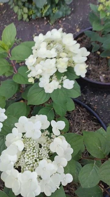 Гортензия Вимс Ред. смотреть онлайн