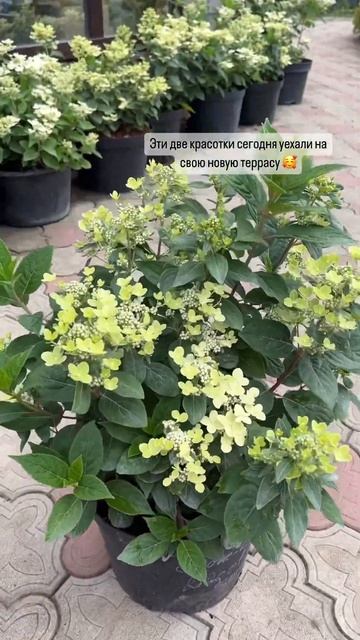 Полестар - раннецветущая метельчатая гортензия. Идеал смотреть онлайн