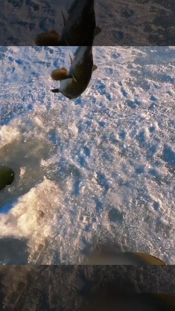 Апрельская щука с озера Горбатое #рыбалка #fishing #сибирь смотреть онлайн