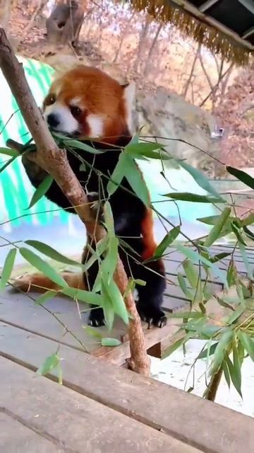 Красная панда ест бамбук #redpanda #littlepanda #smallpanda #краснаяп? смотреть онлайн